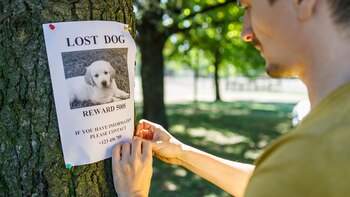 Cartel de perro perdido en poste